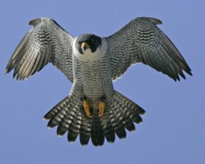 Peregrine Falcon image from Audobon.com